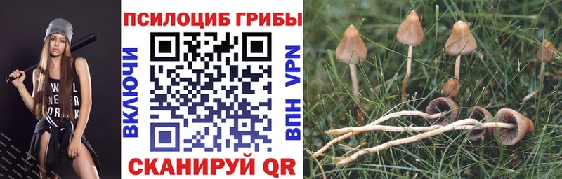Галлюциногенные грибы GOLDEN TEACHER  shop клад  Цоци-Юрт 